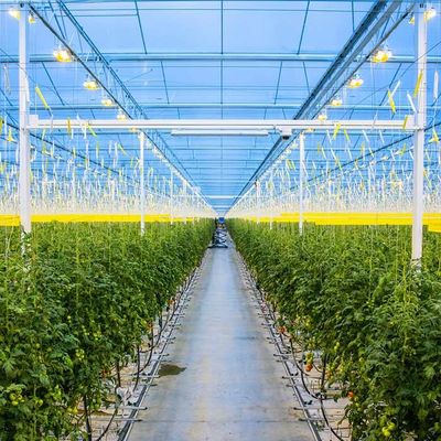 अच्छी कीमत Agricultural Galvanized Steel Frame Solar PV Greenhouse ऑनलाइन