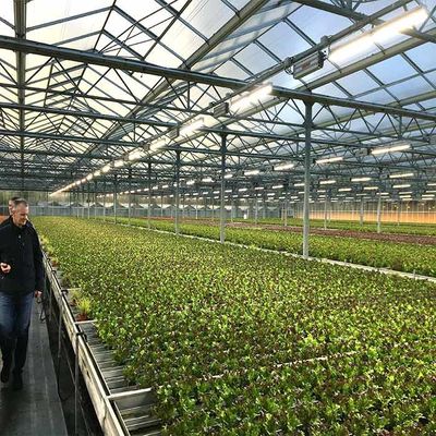 अच्छी कीमत Corrosion Resistance Agriculture Solar Energy Greenhouse 2.0mm 2.5mm Thickness ऑनलाइन