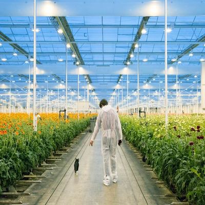 अच्छी कीमत Adjustable Light Sustainable Steel Film Greenhouse Solar System ऑनलाइन