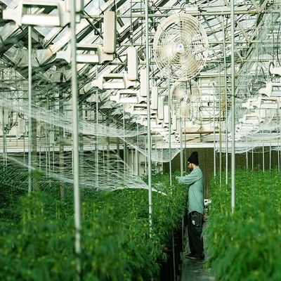 अच्छी कीमत Galvanized Stainless Steel Greenhouse Solar Mounting Structure ऑनलाइन